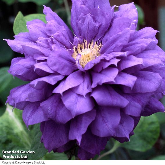 Clematis 'Franziska Marie'