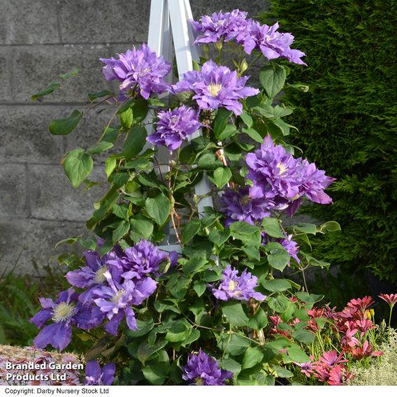 Clematis 'Franziska Marie'