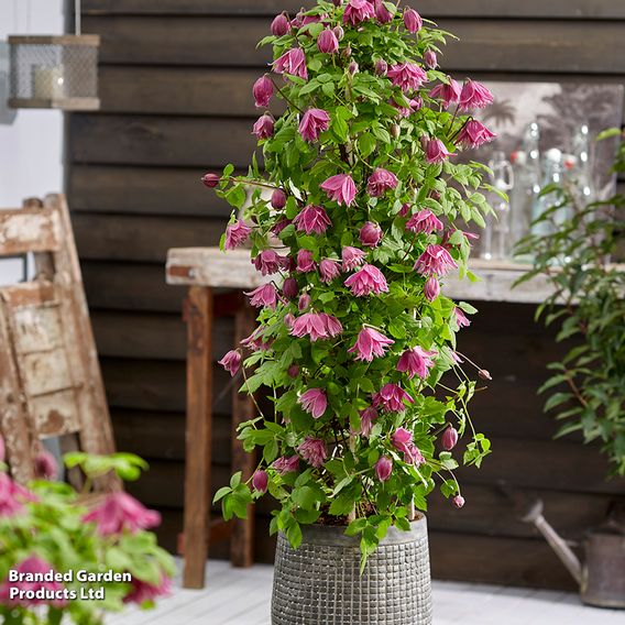 Clematis alpina 'Imke'