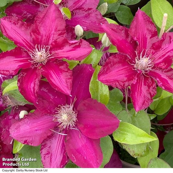 Clematis 'Jie'
