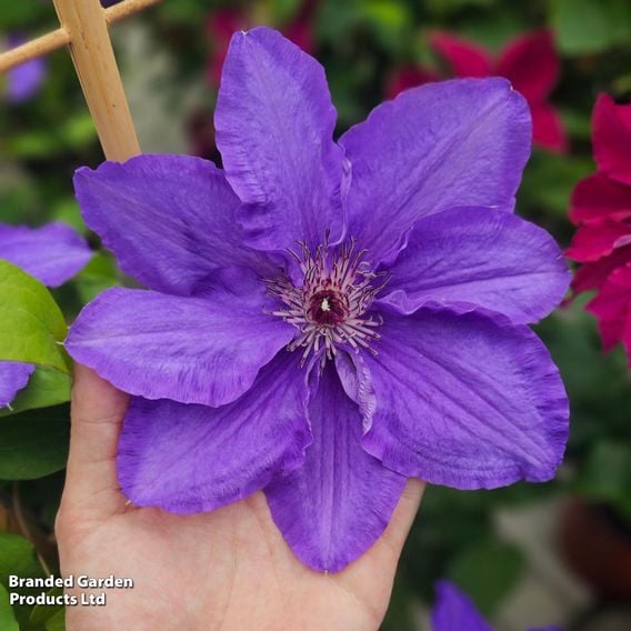 Clematis 'Lindsay'™