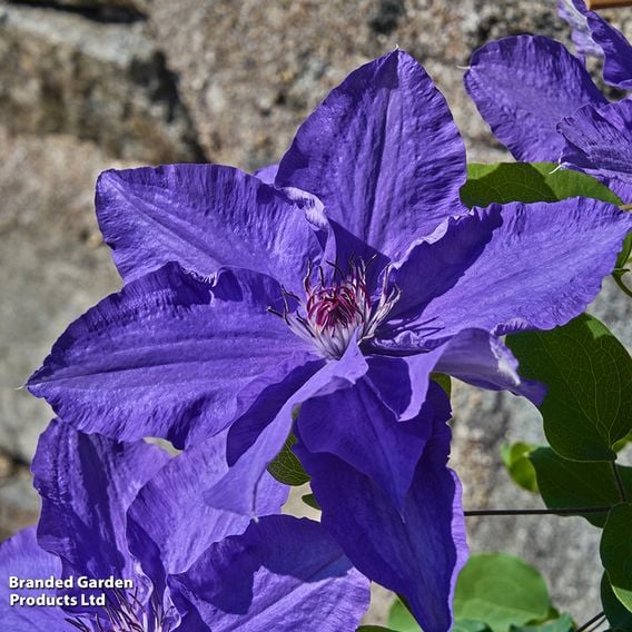 Clematis 'Lindsay'™