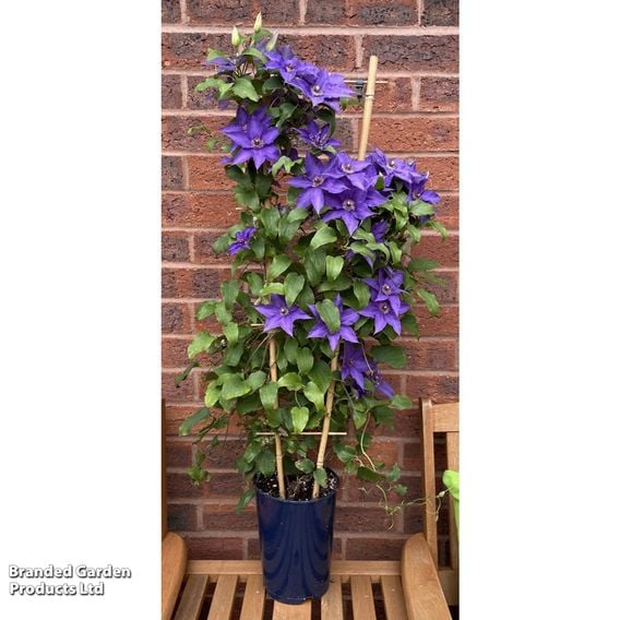 Clematis 'Lindsay'™