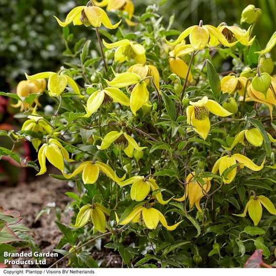 Clematis Summer Winter Duo