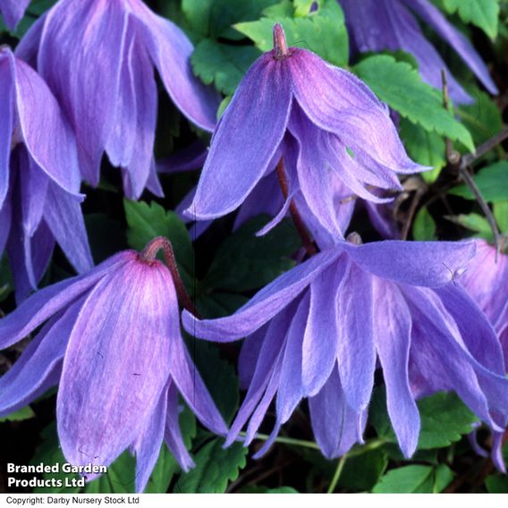 Clematis macropetala