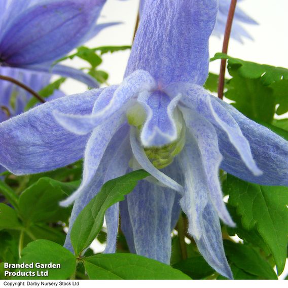 Clematis macropetala