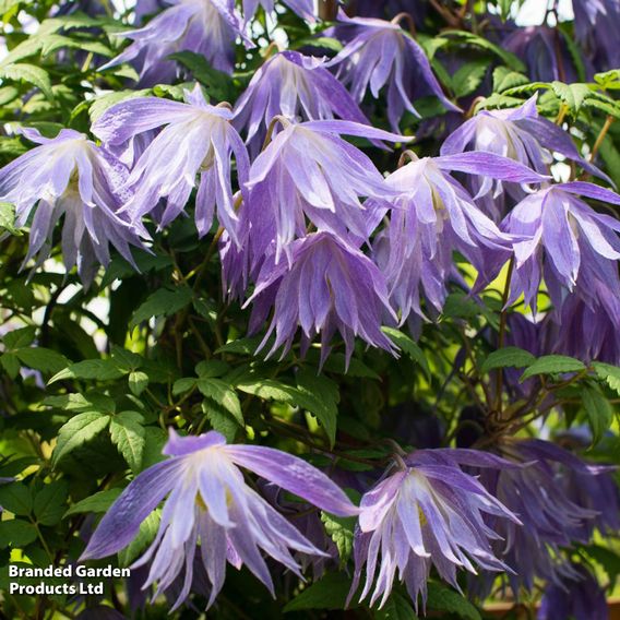 Clematis macropetala