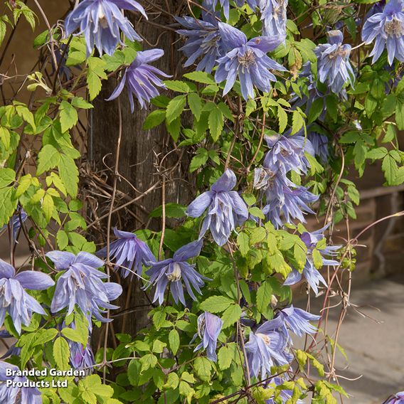 Clematis macropetala