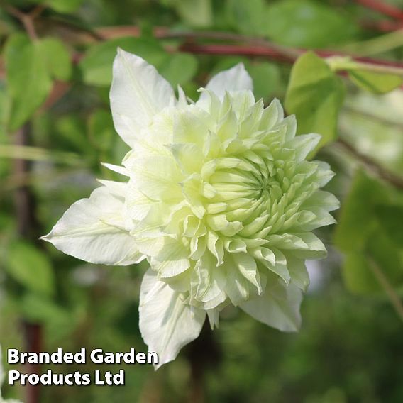 Clematis florida 'Manju'