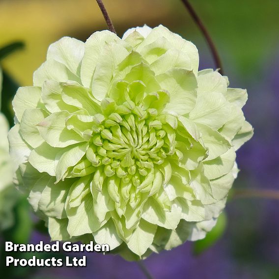 Clematis florida 'Manju'