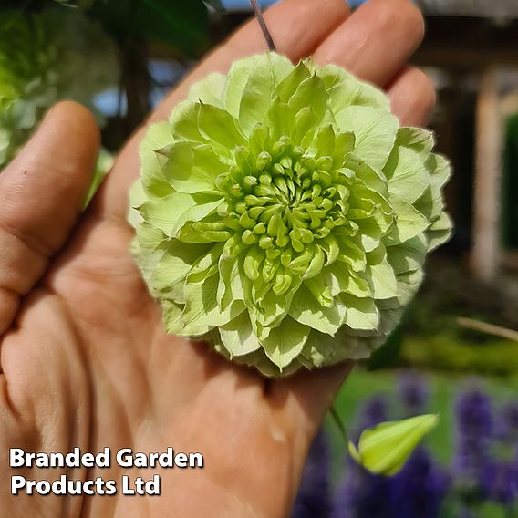 Clematis florida 'Manju'