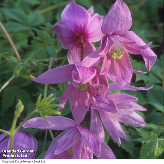 Clematis macropetala 'Markham's Pink'