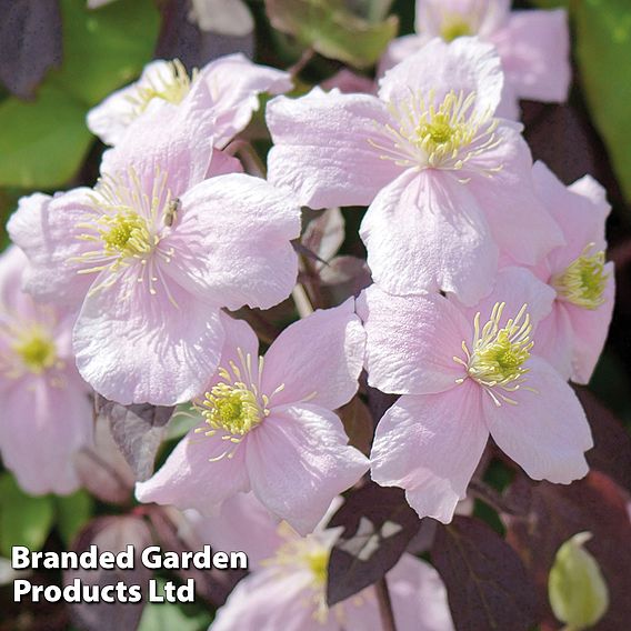 Clematis montana 'Mayleen'