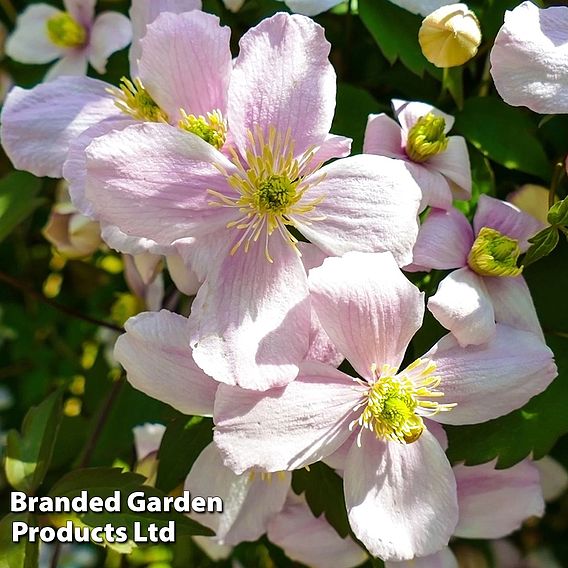 Clematis montana 'Mayleen'