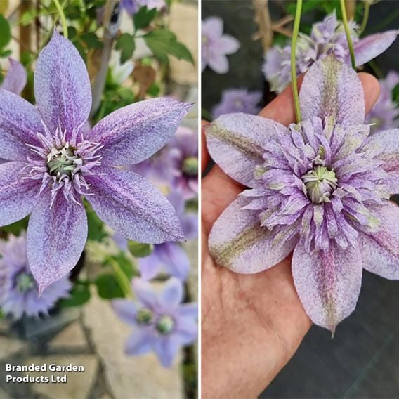 Clematis 'Mochi'