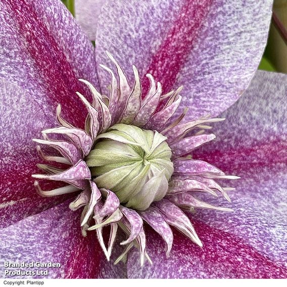 Clematis 'Mochi'