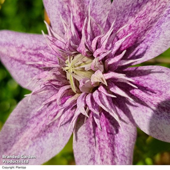Clematis 'Mochi'