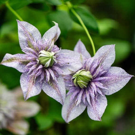 Clematis 'Mochi'