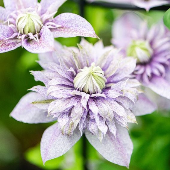 Clematis 'Mochi'