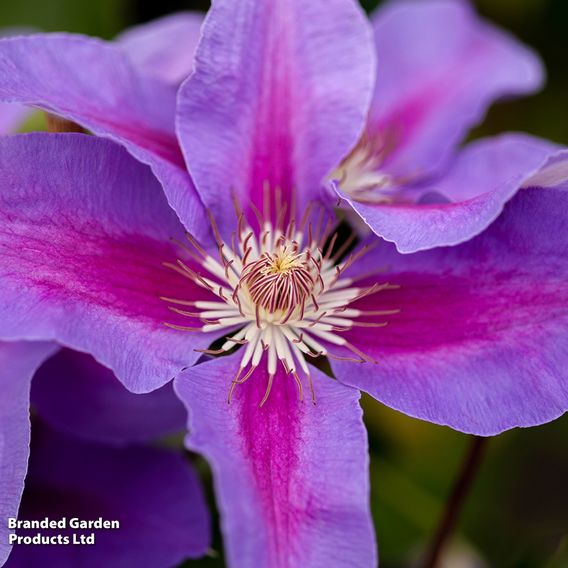 Clematis montana 'Giant Star®'