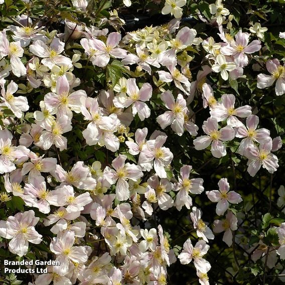 Clematis montana 'Giant Star®'