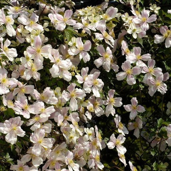 Clematis montana 'Giant Star®'