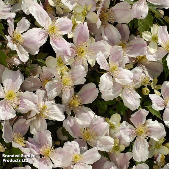 Clematis montana 'Giant Star®'