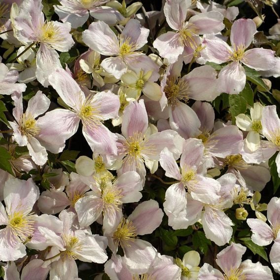 Clematis montana 'Giant Star®'