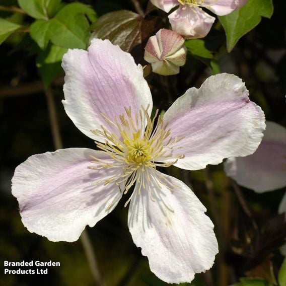 Clematis montana 'Giant Star®'