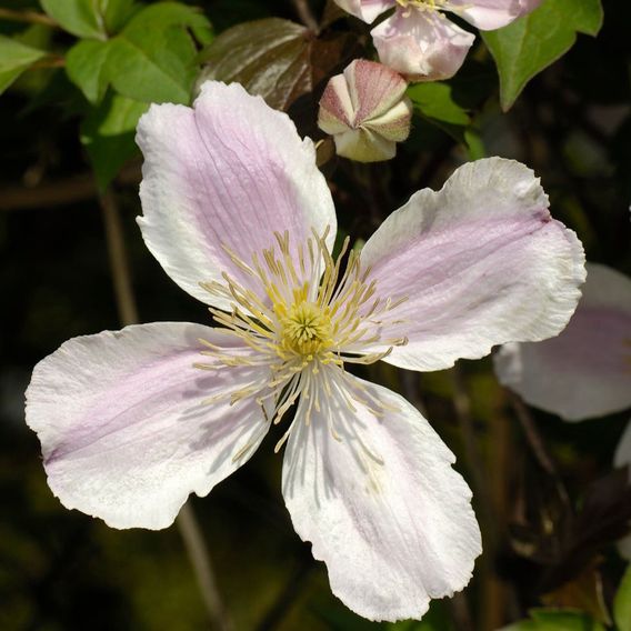 Clematis montana 'Giant Star®'