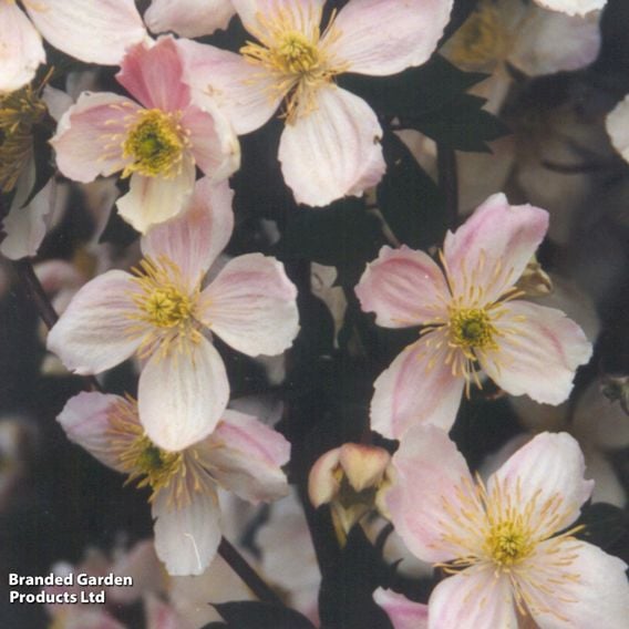 Clematis montana 'Giant Star®'