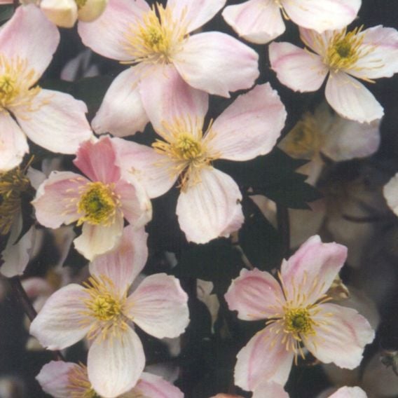 Clematis montana 'Giant Star®'