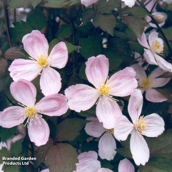Clematis montana 'Giant Star®'