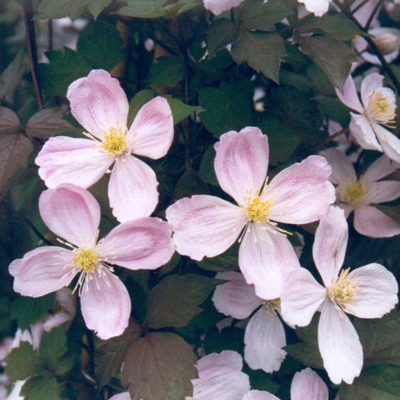 Clematis montana 'Giant Star®'
