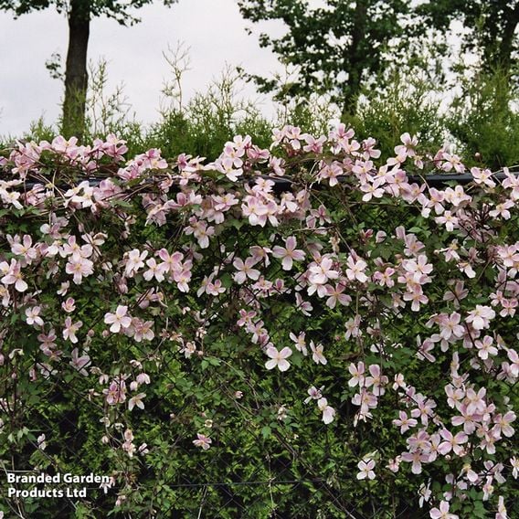 Clematis montana 'Giant Star®'