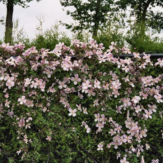 Clematis montana 'Giant Star®'