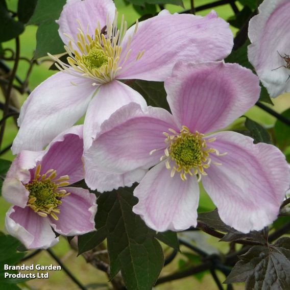 Clematis montana 'Giant Star®'