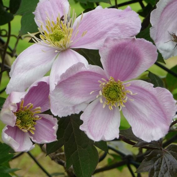 Clematis montana 'Giant Star®'