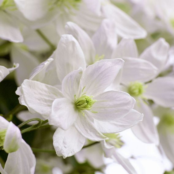 Clematis montana 'Morning Yellow'