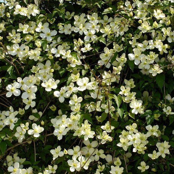Clematis montana 'Morning Yellow'