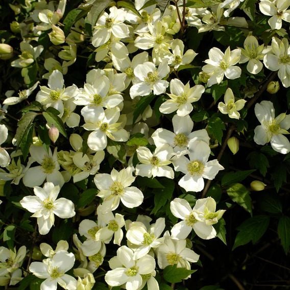 Clematis montana 'Morning Yellow'