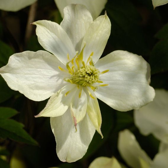 Clematis montana 'Morning Yellow'