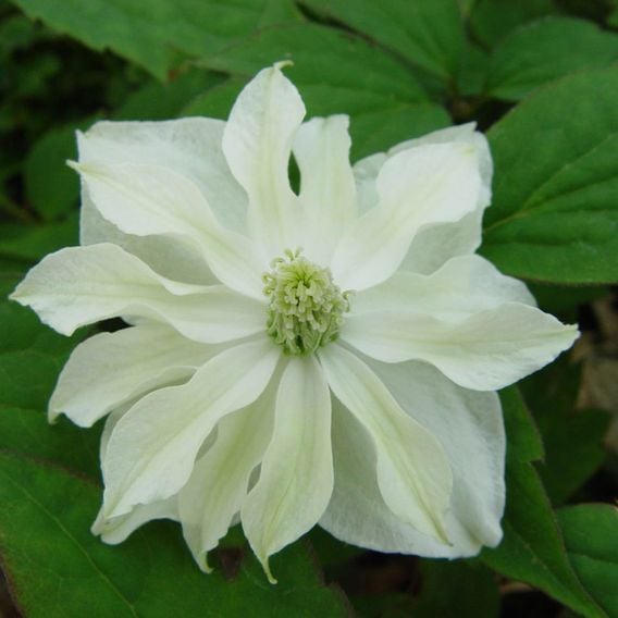 Clematis montana 'Morning Yellow'