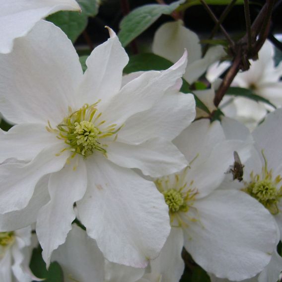 Clematis montana 'Morning Yellow'