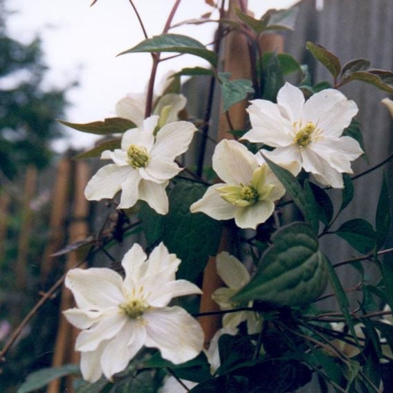 Clematis montana 'Morning Yellow'