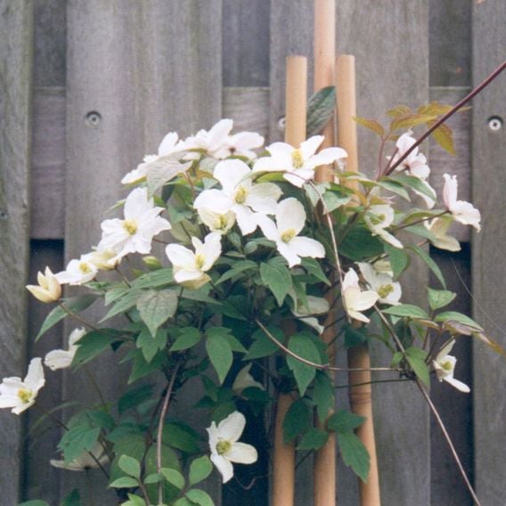 Clematis montana 'Morning Yellow'