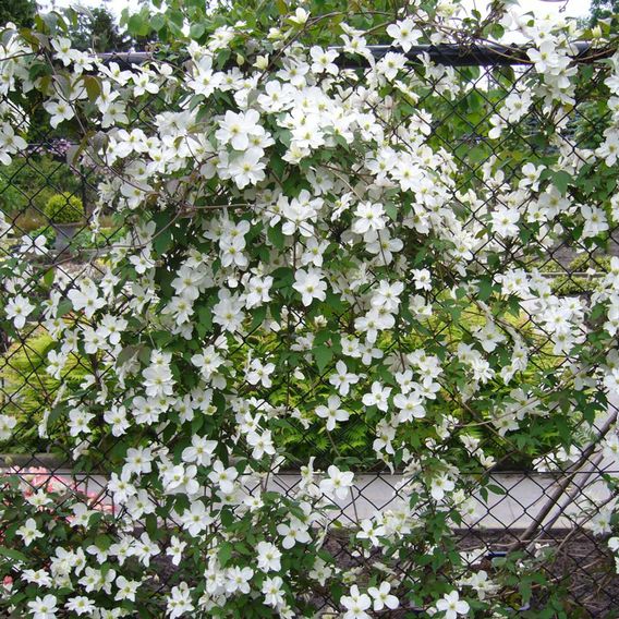 Clematis montana 'Morning Yellow'