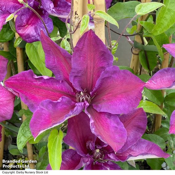 Clematis 'Mrs N. Thompson'