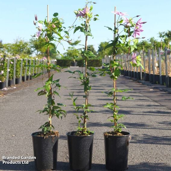 Clematis 'Multi Pink'