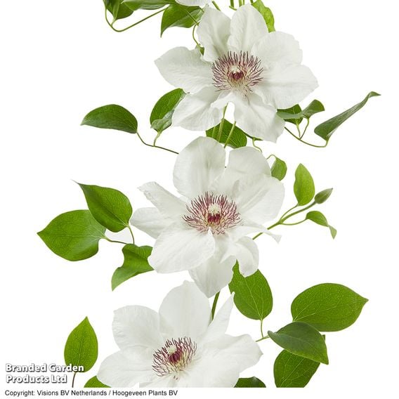 Clematis 'Ninon™' (evipo052)